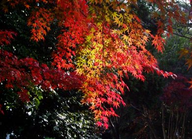 安城公園紅葉 花の木村の仲間たち