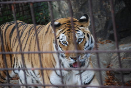 東山動物園_e0035994_1171569.jpg