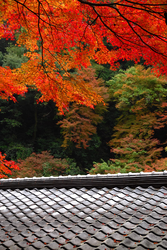 京都　高雄の紅葉　その５_f0041908_183966.jpg