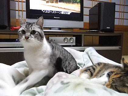 映画『２０１２』　と　猫。_d0086509_2152514.jpg