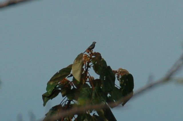 コスタリカ旅行　生物編（マヌエル・アントニオの鳥）_f0227709_11252157.jpg