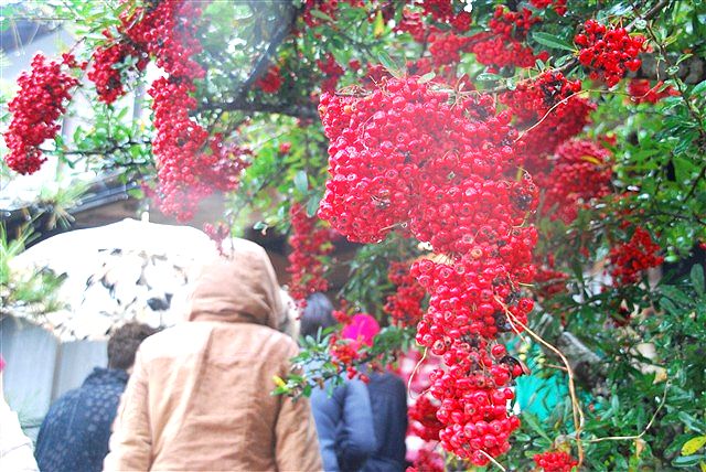 種を蒔く。芽、息吹くその日を待ちわびながら。_c0116714_13193273.jpg