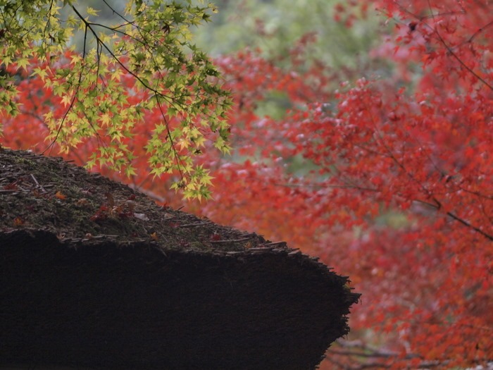 今年の紅葉をキレイに撮ろう　その３_c0116915_2327345.jpg