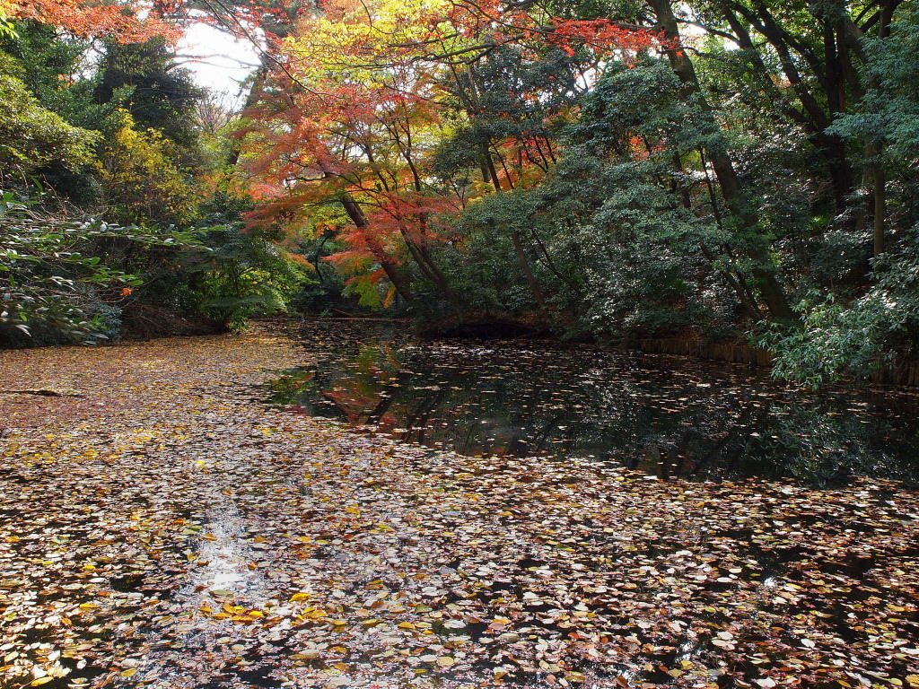 都内の紅葉_d0192516_16555316.jpg