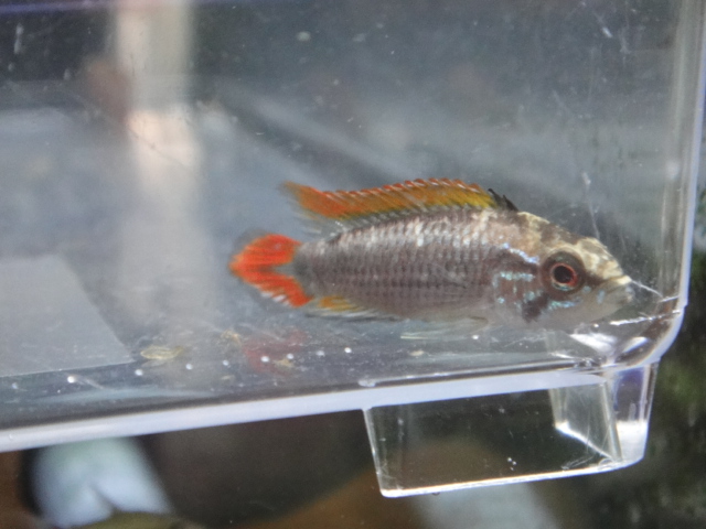海水魚・サンゴ・熱帯魚・水草・金魚_f0189122_11153625.jpg