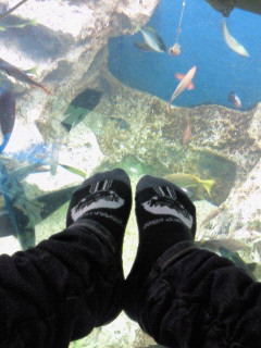 ひっさびさの松島水族館_f0050328_11555316.jpg