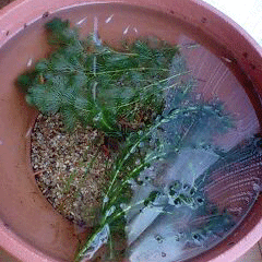 d0048332_9584440.gif