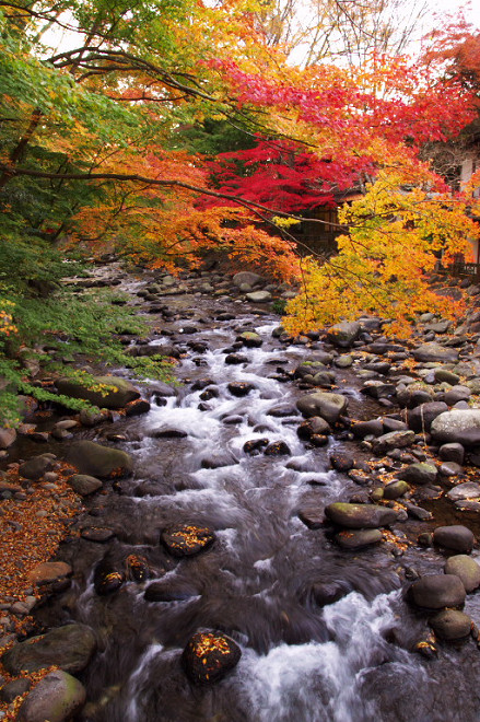 修善寺・虹の郷紅葉狩　　　2010-11-28_c0153534_23131067.jpg