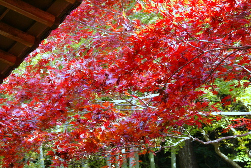 南房総市小松寺の紅葉_f0031546_201012.jpg