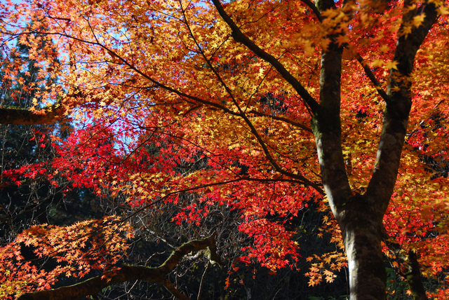 花貫渓谷へ紅葉狩りに行ってきました ～高萩市～_f0234447_22121816.jpg