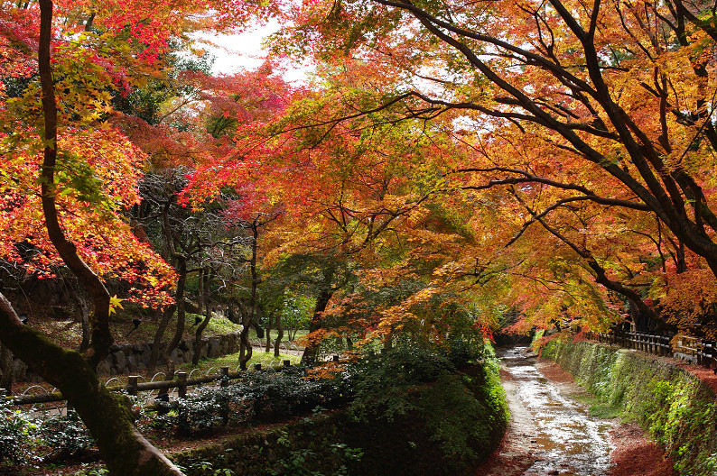 京都の紅葉2010　～北野天満宮～_f0152550_232515.jpg