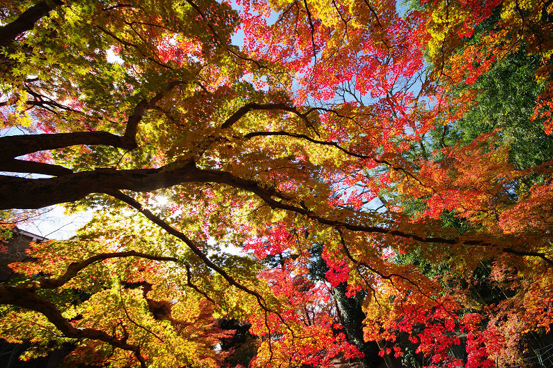 京都の紅葉2010　～北野天満宮～_f0152550_23322385.jpg