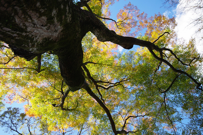 京都の紅葉2010　～北野天満宮～_f0152550_23341672.jpg