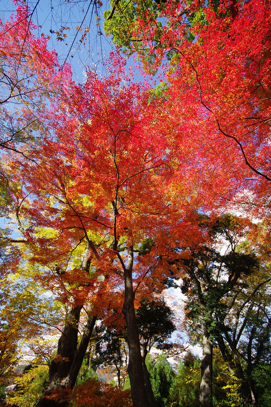 京都の紅葉2010　～北野天満宮～_f0152550_23384230.jpg