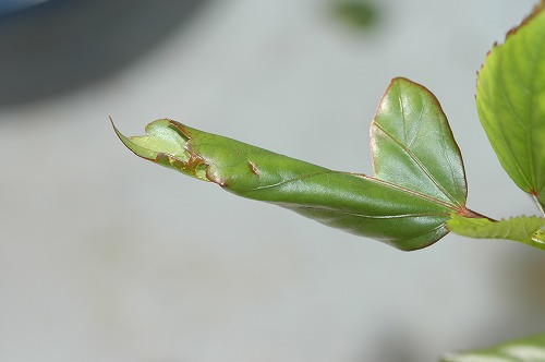 c0180460_050875.jpg