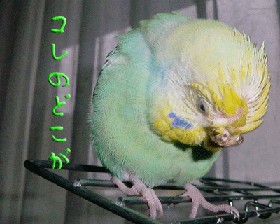 f0196665_0375672.gif