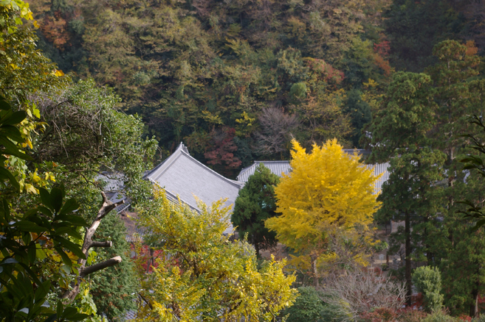 10年の鎌倉の紅葉狩り②やはり必見の円覚寺の紅葉_c0014967_9321926.jpg