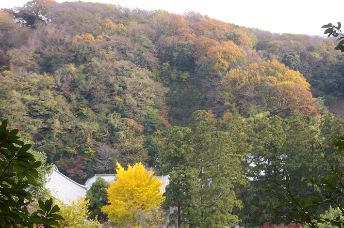 10年の鎌倉の紅葉狩り②やはり必見の円覚寺の紅葉_c0014967_9324563.jpg