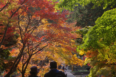 10年の鎌倉の紅葉狩り②やはり必見の円覚寺の紅葉_c0014967_9334261.jpg