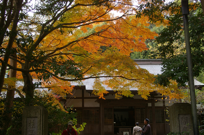 10年の鎌倉の紅葉狩り②やはり必見の円覚寺の紅葉_c0014967_933840.jpg