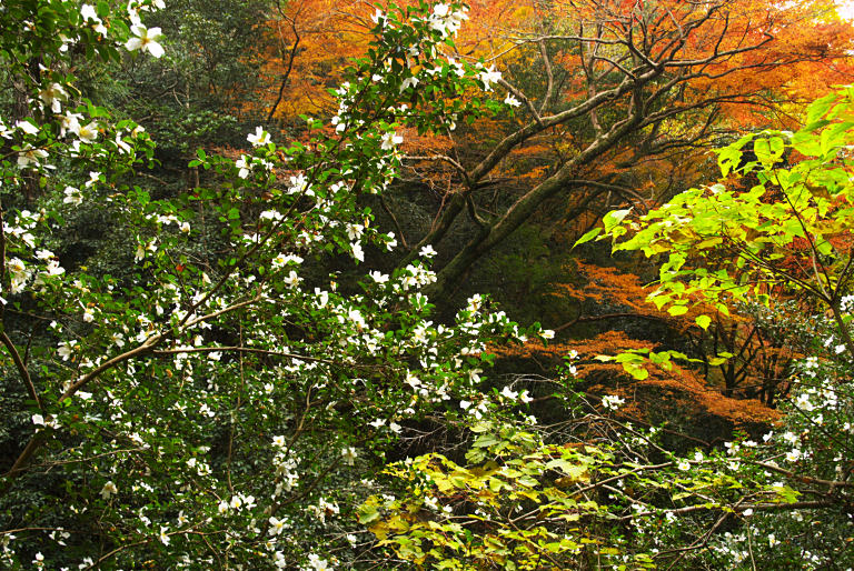 箕面の滝までポタリング--2--20101130 _a0050572_08526.jpg