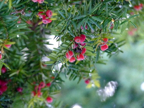 １２月 イチイ オンコ の実とスズメ 野に咲く北国の花