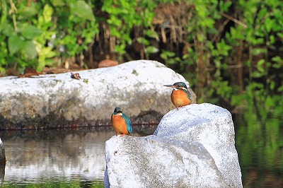 野鳥アルバム_b0047179_20253945.jpg