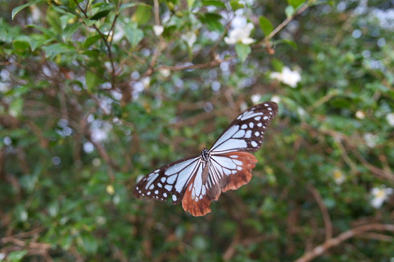 沖縄遠征（3/4 沖縄　ヤンバル:2010/11/23)_f0031682_107155.jpg