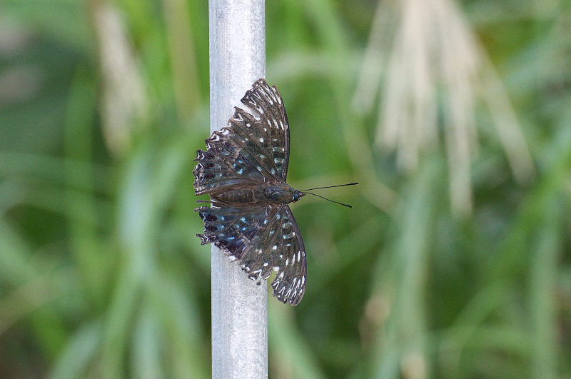 沖縄遠征（3/4 沖縄　ヤンバル:2010/11/23)_f0031682_1091831.jpg