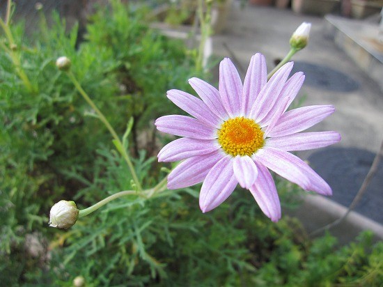 b0182884_23313715.jpg