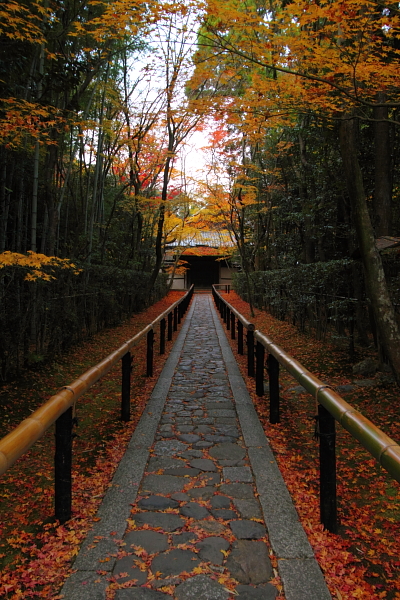 高桐院(大徳寺塔頭)_e0051888_18271719.jpg
