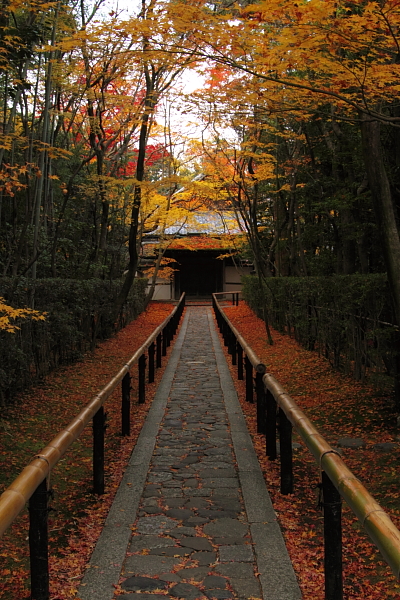 高桐院(大徳寺塔頭)_e0051888_18275485.jpg