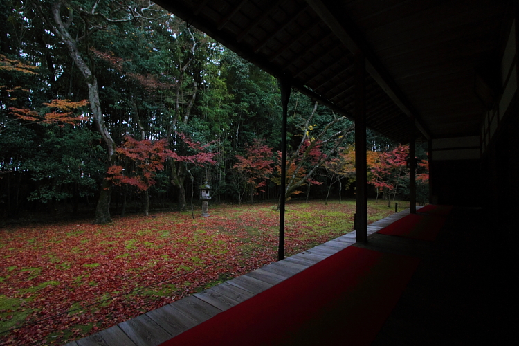 高桐院(大徳寺塔頭)_e0051888_18281047.jpg