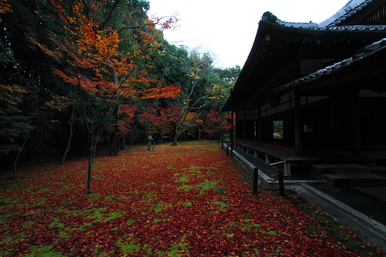 高桐院(大徳寺塔頭)_e0051888_18291881.jpg