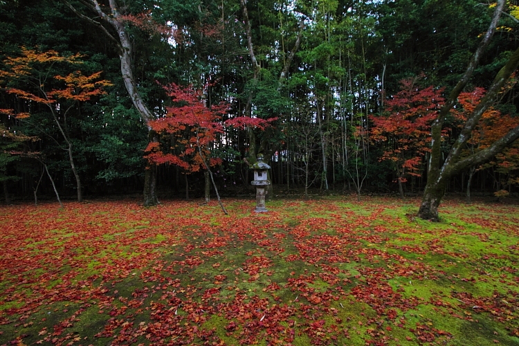 高桐院(大徳寺塔頭)_e0051888_1830890.jpg