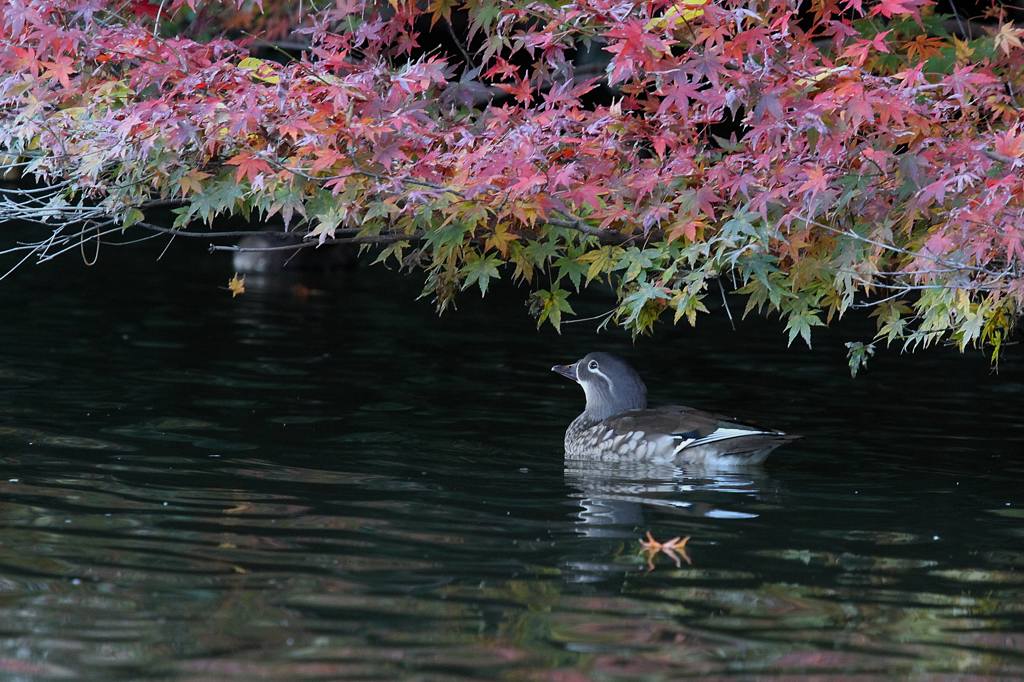 紅葉オシドリ／月と金星と_b0024798_15382320.jpg