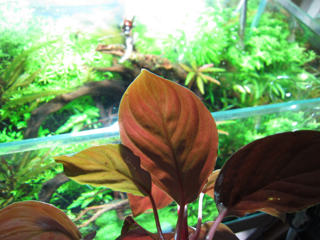 Homalomena sp. from Mt.besar ♯1 : UNNATURAL PLANTS Homalomena sp. from Mt.besar ♯1 : UNNATURAL PLANTS