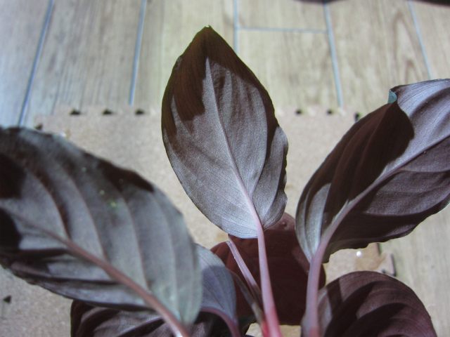 Homalomena sp. from Mt.besar ♯1 : UNNATURAL PLANTS Homalomena sp. from Mt.besar ♯1 : UNNATURAL PLANTS