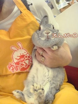 責任転嫁とダイエット うさぎ生活