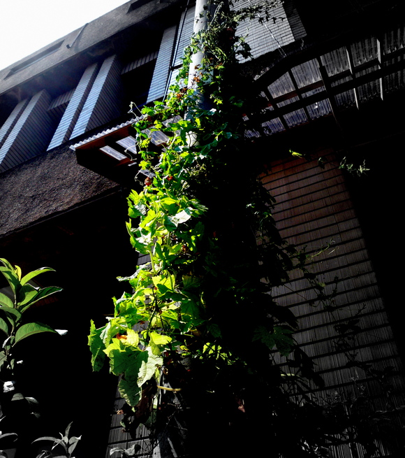 d0177607_17364.jpg