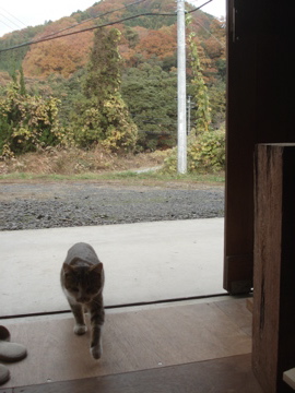 猫の足_d0130209_0182291.jpg