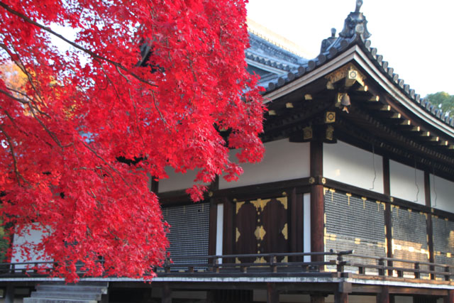 仁和寺 紅葉終盤_e0048413_8314789.jpg