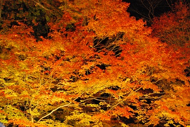 紅葉２０１０_e0119120_22314149.jpg