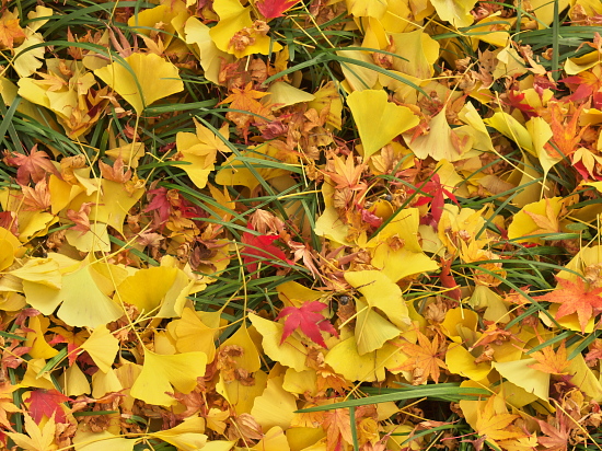 紅葉2010～戒長寺～_e0080133_101993.jpg