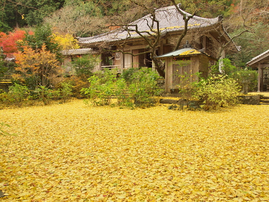 紅葉2010～戒長寺～_e0080133_10457.jpg