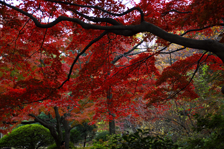 六義園紅葉ライトアップ　　　2010-12-01_c0153534_10334436.jpg