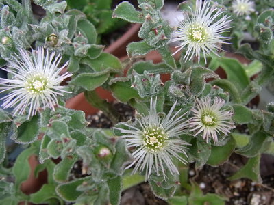 アイスプラント バラフ 苗あります Yuzuriha