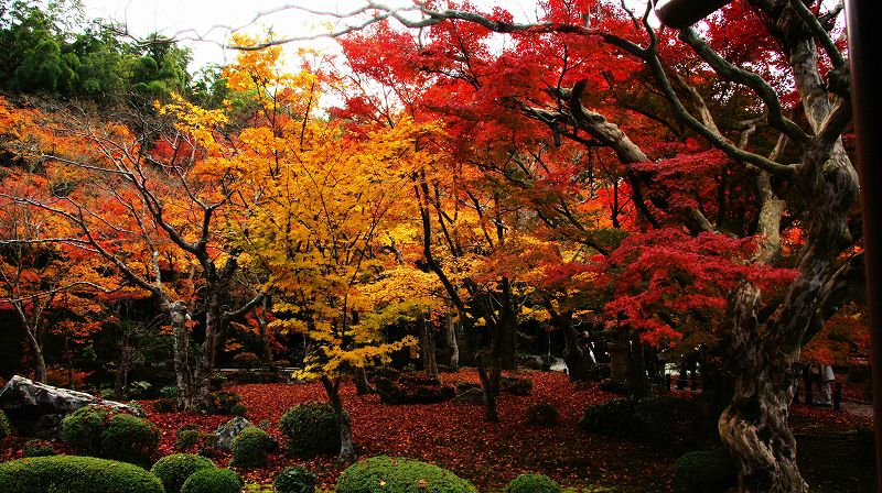 錦秋の都路２０１０ (一乗寺 臨済宗南禅寺派 円光寺「十牛の庭」の紅葉) (2010年12月03日)_c0119555_16213361.jpg