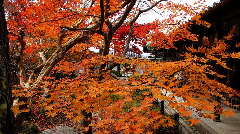 錦秋の都路２０１０ (一乗寺 臨済宗南禅寺派 円光寺「十牛の庭」の紅葉) (2010年12月03日)_c0119555_16223344.jpg