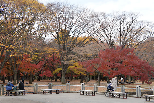 秋の代々木公園。_d0138958_1185863.jpg